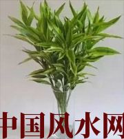 广东十二生肖养什么植物最旺财运？你知道吗！